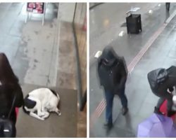 Camera Catches Woman’s Sweet Gesture For A Stray Dog On Freezing Cold Day