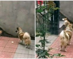 Kind Dog Gives Meat Bun To Homeless Cat, Waits And Watches It Take The Bun Away