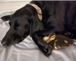 Black Lab Saves Her Duck Pals From Alligator