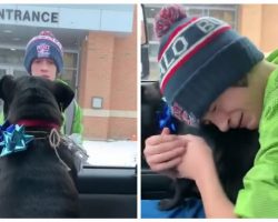 Boy Has Tearful Surprise Reunion with Missing Dog After School