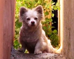 A Family Sold Their House, Moved Away, And Left The Dog Behind