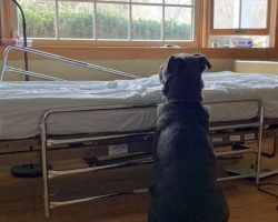 Heartbroken Dog Adopted After Photo Of Him Waiting By Late Owner’s Bedside Broke Internet’s Heart