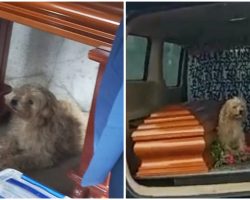 Loyal Dog Refuses To Leave Late Owner’s Side At Her Funeral