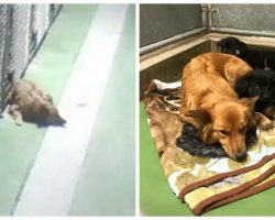 Momma Dog Sneaks Out of Kennel to Comfort Crying Puppies Waiting to be Adopted