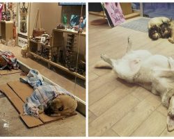 Shopping Mall Stores in Istanbul Let Stray Dogs Inside To Sleep During Harsh Winter Weather