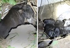 Someone Stole One Of Mama’s Puppies, And She Tried To Convey That To Rescuers