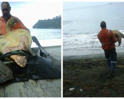 Man buys all the sea turtles from a food market, then sets them all free