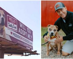 Man Buys Billboard Ads to Help Find Forever Homes for Shelter Dogs in Need