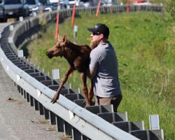 Man helps moose calf over highway guardrail to help it reunite with mom
