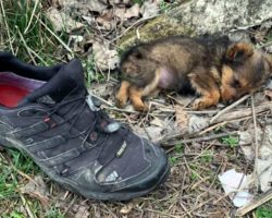 Man Finds Puppy Using A Shoe As A Shelter – Gives Her A Home & A Whole New Life