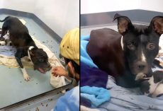 Mama Pittie Sat Behind A Glass Window That Warned People Of Her Aggression