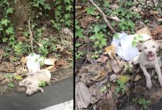 Little Puppy Found By A Busy Road Wouldn’t Stop Screaming At His Rescuer