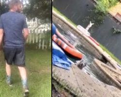 Neighbors Hear Something Next Door, Follow The Sound To See A Husky In The Pool