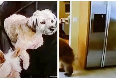 Napping Woman’s Pint-Sized Terriers Chase Life-Threatening Intruder From Home