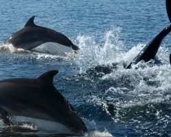 Pod of Dolphins Help Save a Life, Alerting Rescuers to a Swimmer Lost at Sea