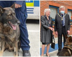 Police Dog Returns to Duty After Being Stabbed 5 Times in the HEAD – Gets a Hero’s Welcome