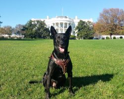For the People: Presidential Dogs in America