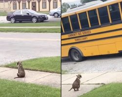Puppy Waits Patiently For School Bus To Greet Her Little Human