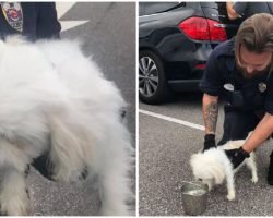 Puppy Found Left in Locked Car in Disney World Parking Lot While Owners Enjoyed Park
