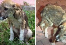 Stray Puppy Approaches Strangers On Vacation To Seek Their Help