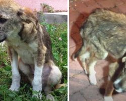 Stray Puppy Approaches Strangers On Vacation To Seek Their Help