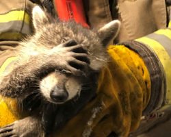 Raccoon Holds Paw Over Eyes After Being Rescued As If He’s ‘Embarrassed’