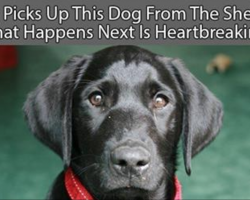 Man’s about to return his dog to the shelter when he reads a letter from the former owner