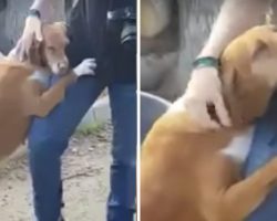Rescue Dog Hugs News Reporter Until He Decides To Adopt Her