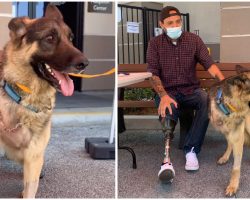 Three-Legged Rescue Dog Gets Adopted By Veteran Who Also Lost A Leg
