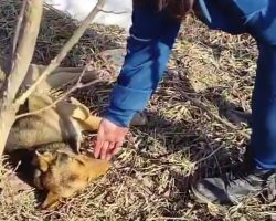 Woman Approaches Dog Who’d Been Unable To Move For 4 Days