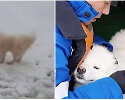 Russian Sailors Rescue Lost Dog Stranded on Arctic Iceberg