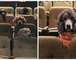 Adorable Photos of Service Dogs Attentively Watching a Stage Performance Goes Viral