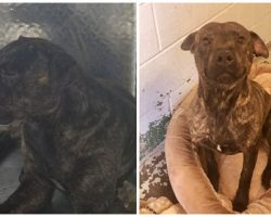 Scared & Shut Down Shelter Dog Bursts With Joy After Getting His Own Bed