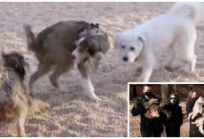 Long Lost Trio Of Dogs Separated At Shelter Run Into Each Other In Another State