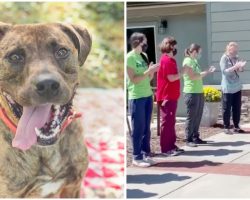 Shelter Workers Give Their Longest-Residing Dog a Standing Ovation After He Finally Finds a Forever Home