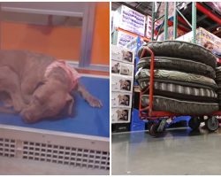 Shelter Volunteer Sees Sad-Looking Dogs Sleeping On Concrete Floor — Returns With Dozens Of Dog Beds