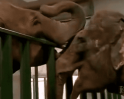Two Elephants Who Bonded  At A Circus Reunited After More Than 20 Years