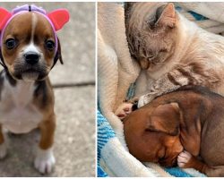 The Helmet A Special Needs Dog Wears Enables Her To Interact With Her Cat Best Friends