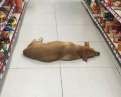 Store in Mexico Let Stray Dog Inside to Cool Off on Hot Summer Day