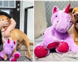 Police Officer Purchases Unicorn Toy for Stray Dog Who Kept Breaking Into Store to Steal It