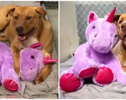 Stray Dog Kept Sneaking Into Store Again & Again Always Stealing The Same Stuffed Unicorn, So Officer Buys It For Him