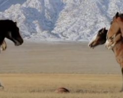 Clydesdales Line Up For A Game Of Football When A ‘Streaker’ Runs Onto The Field