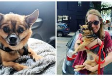 Thieves stole her dog. After spotting him on the street, she stole him right back.