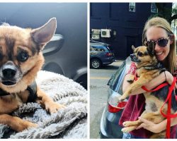 Woman Who Had Her Dog Stolen Steals Her Dog Right Back Days Later