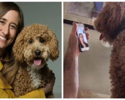 Service Dog Has The Sweetest Reaction When Her Mom Facetimes Her From The Hospital