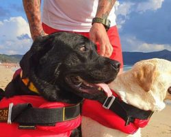 Lifeguard Dogs Rescue 14 Beachgoers from Drowning, Including Children