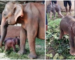 Incredibly Rare Twin Baby Elephants Born in Sri Lanka for the First Time in 80 Years