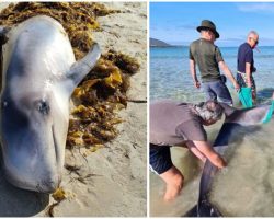 Quick-Thinking Vacationing Tourists Help Stranded Dolphin To Get Back To Sea Using Towels & Seaweed
