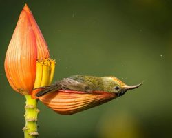 Wildlife Photographer Captures ‘Once-in-a-Lifetime Moment’ of Bird Using a Flower Petal as her Bathtub
