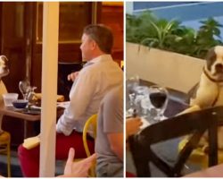 Woman Spots A Man Out On The Sweetest Date Ever With His Dog